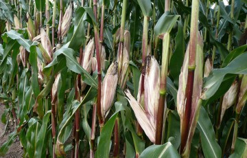 Récolte pour ensilage : épis de maïs sur tige