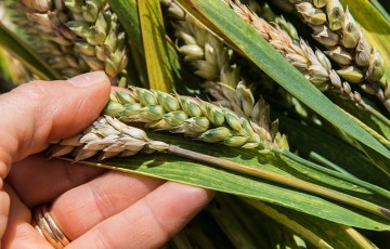 Fusariose sur épi de blé en Poitou-Charentes