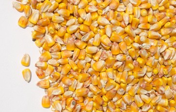 Semences de maïs pour les semis 2023 en Bretagne