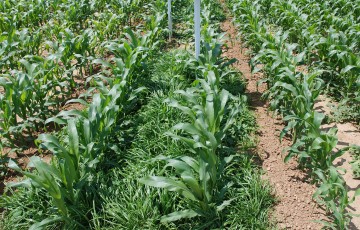 Désherbage herbicide sur maïs