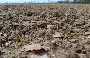 Semis de céréales en Pays de la Loire