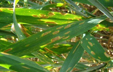 Tache de septoriose (septoria tritici) sur feuille de blé en 2024 en Limagne