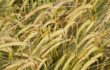 Parcelle d’orges de printemps à maturité en 2025 en Champagne-Ardenne