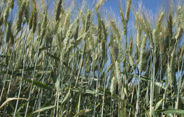 Blé dur : plantes entières, épis fusariés
