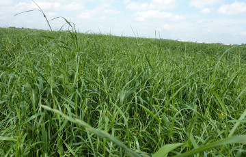 ray-grass blé tendre