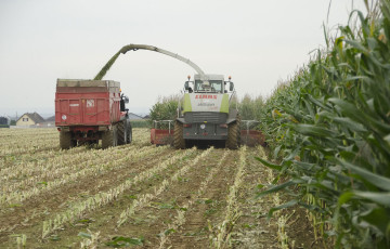 chantier d'ensilage