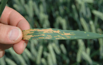 Septoriose sur feuille de blé tendre en 2026 en Lorraine