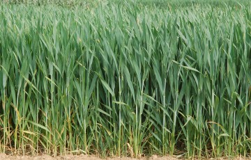 Parcelle de blé au stade gonflement, avant l’épiaison, en avril 2024 en Poitou-Charentes