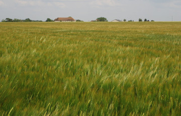 Orge de printemps 2025 en Bourgogne
