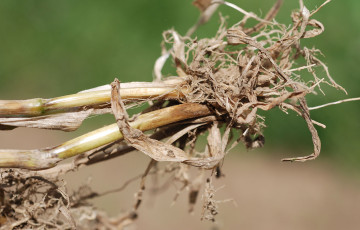 Symptômes de piétin- verse sur blé tendre barbu en Lorraine