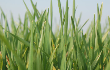 Blé bientôt au stade épi 1 cm, début mars 2026, en Normandie