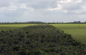 jachère
