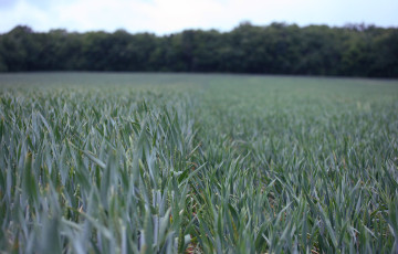 Essais régulateur de croissance sur blé : l'auxine agit sur la physiologie du blé - à droite, une zone régulée et à gauche, non régulée 