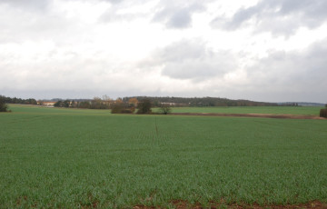 jeunes plantes de blé sous la pluie, à tallage, début 2026, en Bretagne