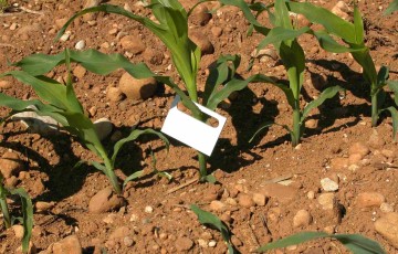 Trichogramme posé sur une plante de maïs en juin 2023 en Val de Loire
