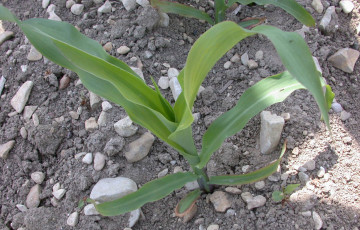 Décoloration des feuilles de plante de maïs liée à une carence en K en Bretagne, en 2026