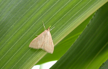 Papillon femelle de la pyrale sur une feuille de maïs début 2026 en Rhône-Alpes