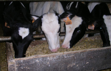 vaches à l’auge