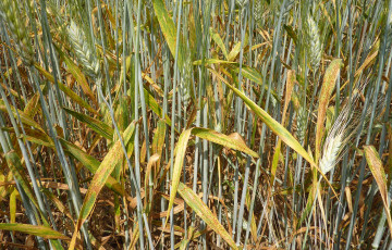 rouille brune sur feuille de blé dur