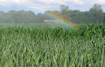 Irrigation du maïs début juin 2026 dans le Sud-Ouest