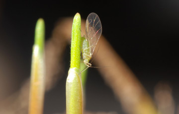 Un puceron ailé sur la première feuille de blé tendre, semis 2025 en Ile-de-France