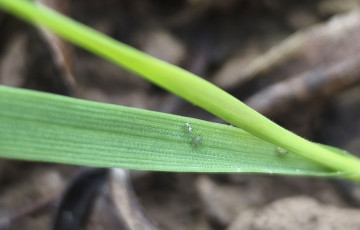 Pucerons sur une feuille de blé début novembre 2025, en Pays de la Loire