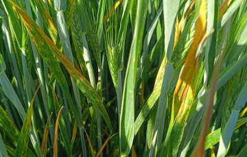 Symptômes de rouille jaune en avril 2026, en Pays de Loire