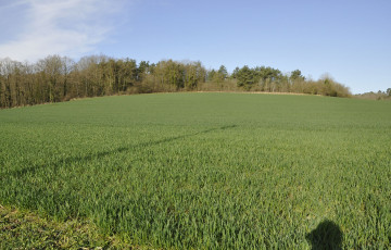 Parcelle d’orge d’hiver proche du stade épi 1 cm en mars 2026 en Bourgogne