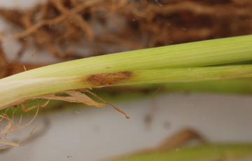 Attaque de piétin-verse sur tige de blé tendre, en Bretagne, en 2026