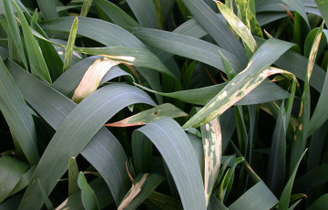 brûlure d’azote sur feuille de blé (fin montaison)