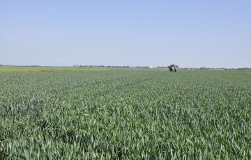 Apport d'azote sur blé à dernière feuille étalée, en Bretagne, en 2026