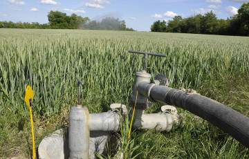Epis verts de blé sains, vanne et canalisation pour irrigation en 2026 en Occitanie