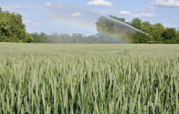 Irrigation du blé fin mai 2026 en Rhône-Alpes