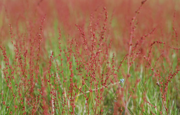 Inflorescences de rumex en 2026 en région Centre