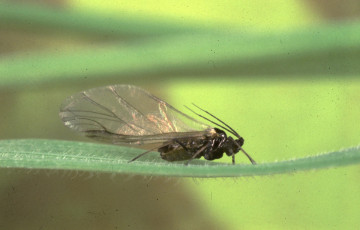 Puceron Rhopalosiphum padi (L.) ailé en novembre 2025 dans le sud ouest