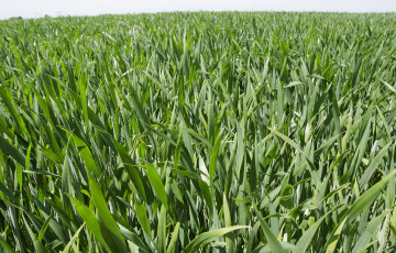 Blé au stade dernière Feuille, avant le dernier rapport d’azote, en avril 2026 en Rhône-Alpes