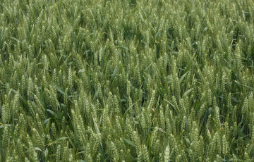 Epis de blé tendre en cours de remplissage fin mai 2026 en Poitou-Charentes
