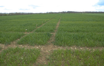 parcelle de blé dur au tallage