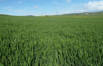 Parcelle de blé tendre au stade dernière feuille en avril 2026 en Île-de-France