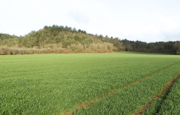 blé tendre au stade épi 1 cm 