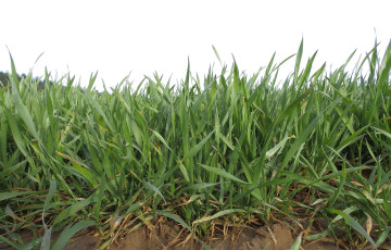 Rang de plantes de blé tendre, sain - épi en dessous stade 1 cm – en sortie d’hiver 2026
