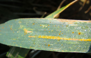 Pustules de rouille jaune sur blé en mai 2026 en Ile-de-France
