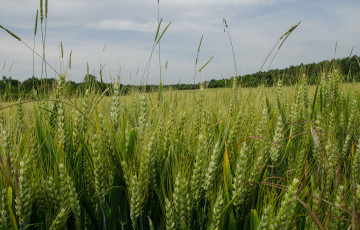 vulpin, ray-grass, brome dans blé 