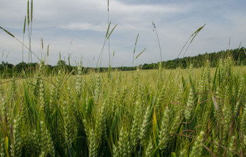 Parcelle de blé tendre, épis verts immatures - infestation : vulpin, ray grass, brome stérile