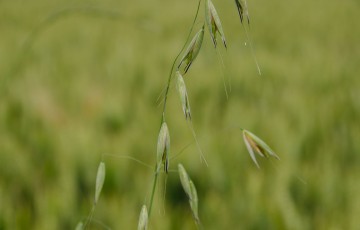 Epillets de folle avoine dans parcelle de blé tendre en avril 2024 en Poitou-Charentes