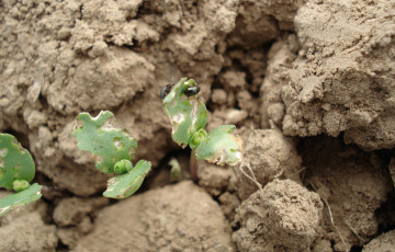 Altises sur jeunes semis de lin en 2026