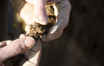 Motte de terre entre des doigts avant analyse du reliquat azoté