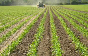 épandeur d’azote dans du maïs