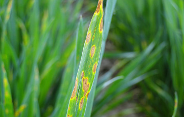 Jaunissement observé su céréales en 2026