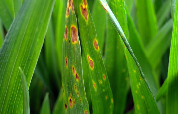 Taches physiologiques sur blé au printemps 2026 en Lorraine